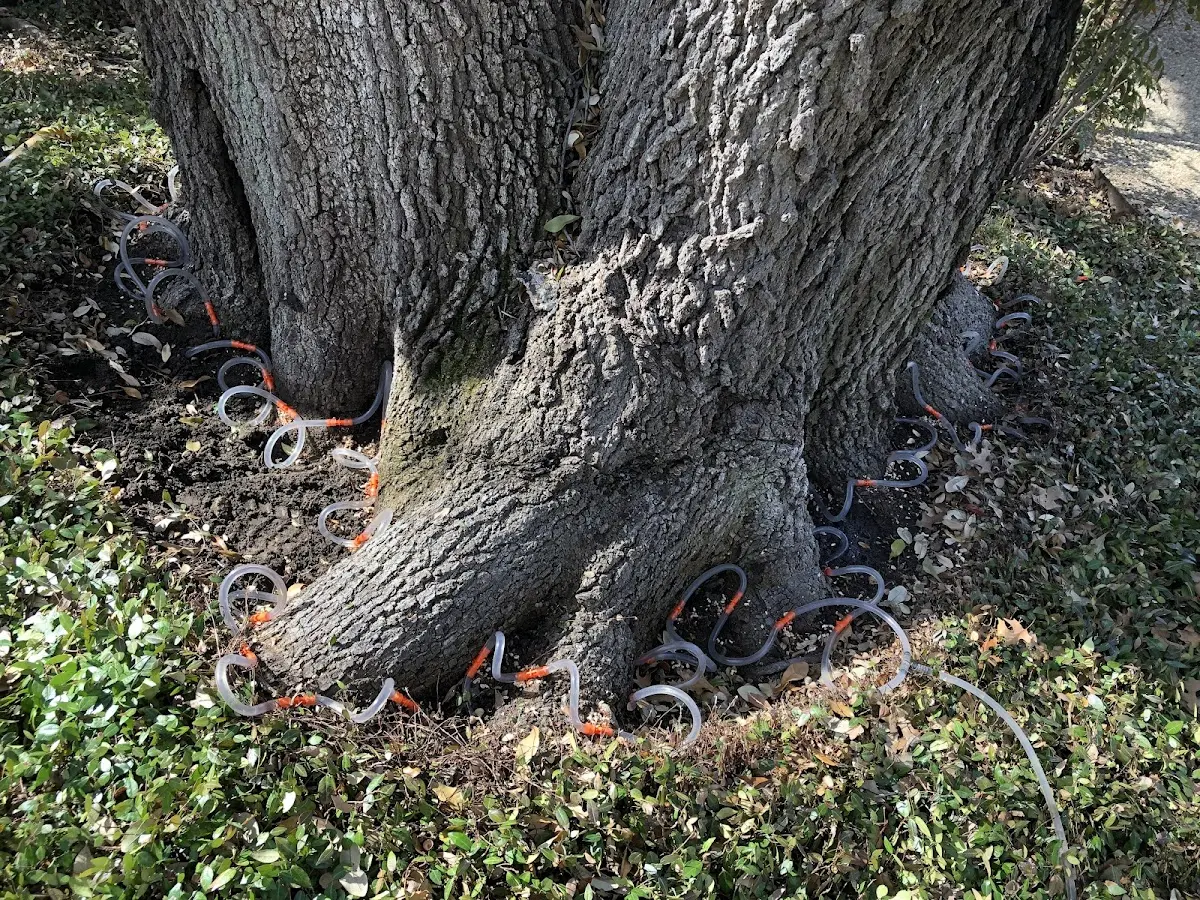 Detailed Tree Cabling and Bracing job site in Truxton