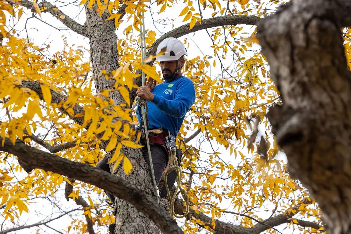 Skilled Tree Planting crew working in Truxton