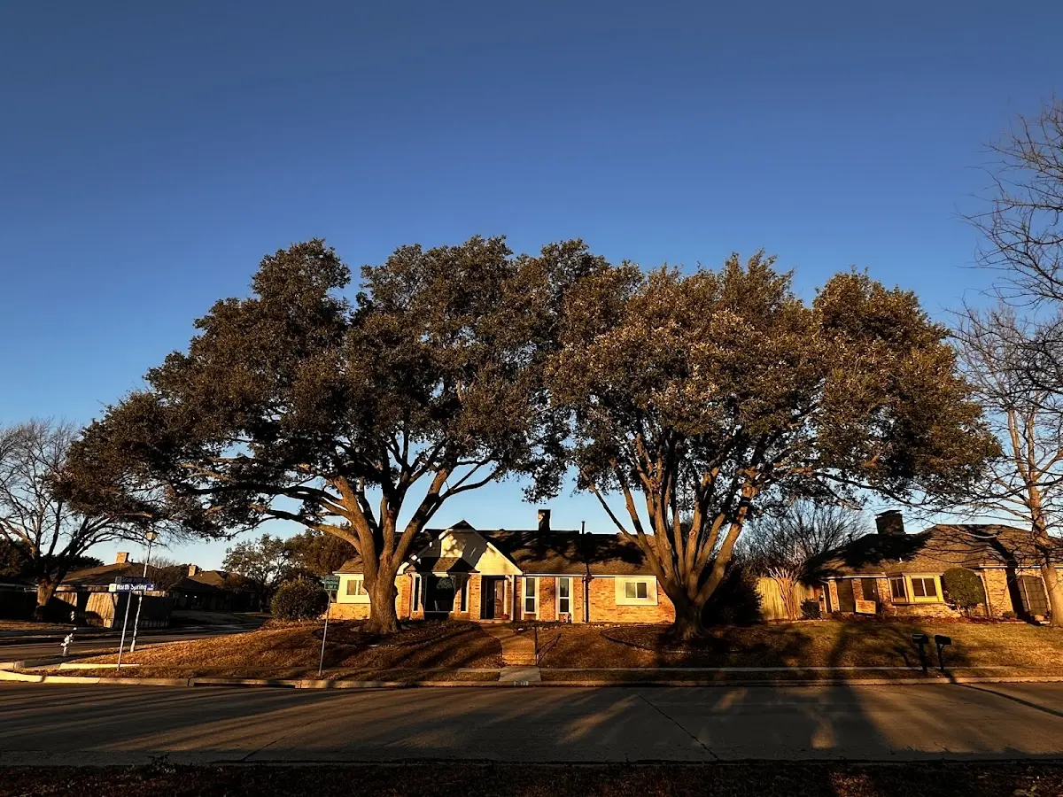 Established residential canopy tree shading a home in Truxton