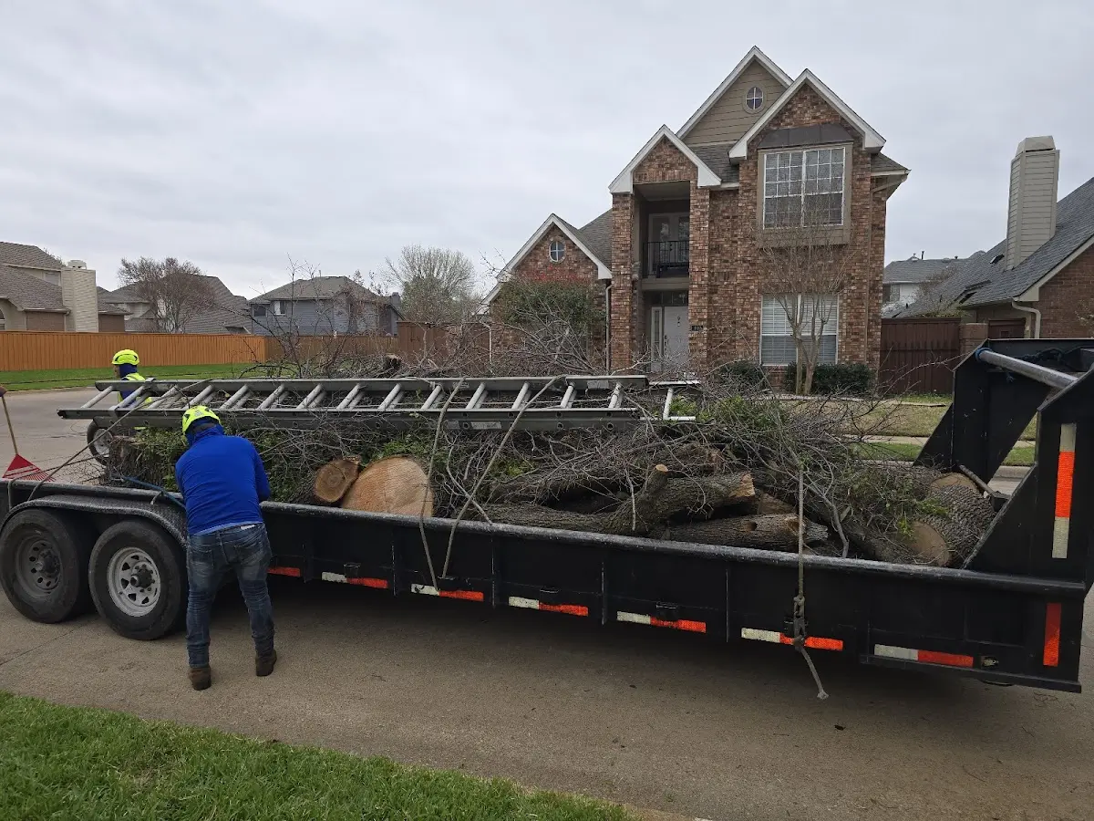 Expert Tree Removal with proper safety equipment in Truxton